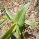 Image of paleyellow tidytips