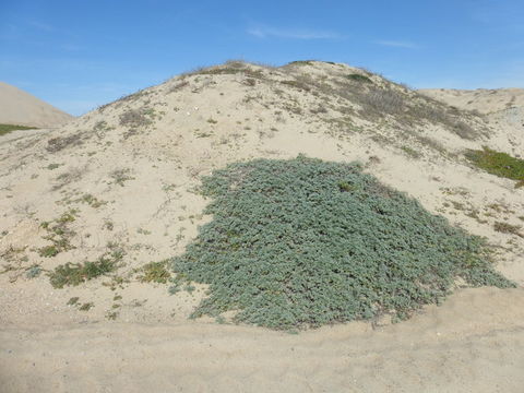 Image of silver bur ragweed