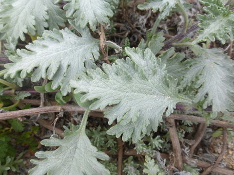 Image of silver bur ragweed