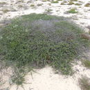 Image of sandscrub ceanothus