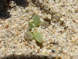 Imagem de Dudleya caespitosa (Haw.) Britton & Rose