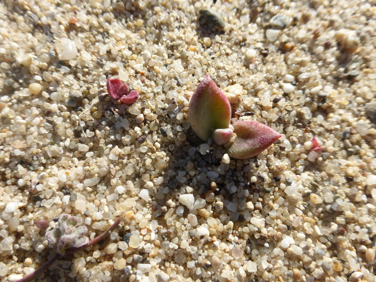 Imagem de Dudleya caespitosa (Haw.) Britton & Rose