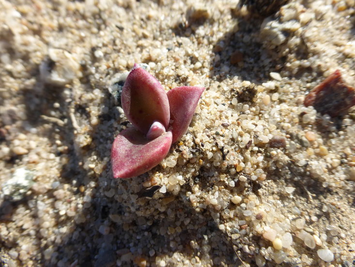 Imagem de Dudleya caespitosa (Haw.) Britton & Rose