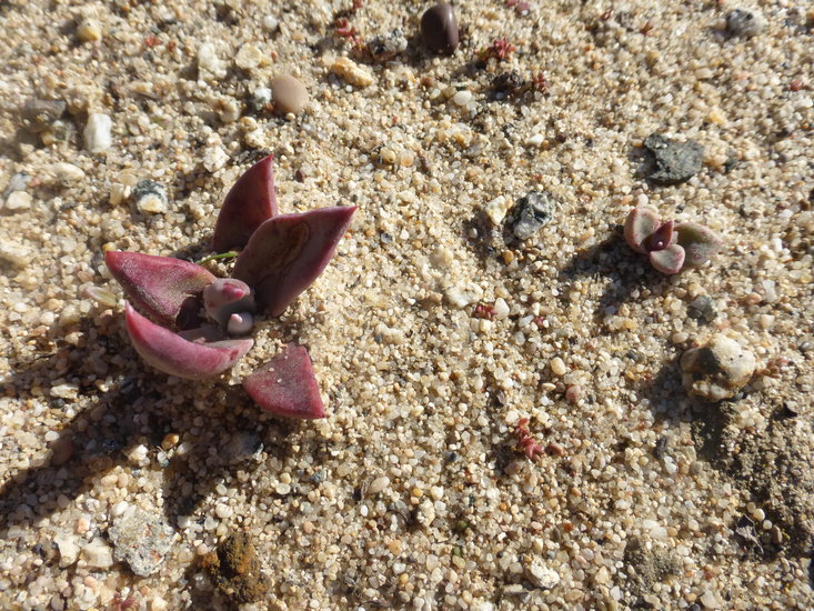 Imagem de Dudleya caespitosa (Haw.) Britton & Rose