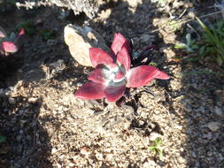 Imagem de Dudleya caespitosa (Haw.) Britton & Rose