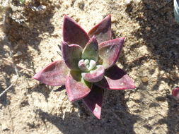 Imagem de Dudleya caespitosa (Haw.) Britton & Rose