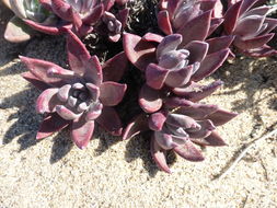 Imagem de Dudleya caespitosa (Haw.) Britton & Rose