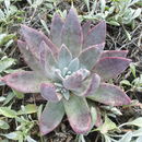 Imagem de Dudleya caespitosa (Haw.) Britton & Rose