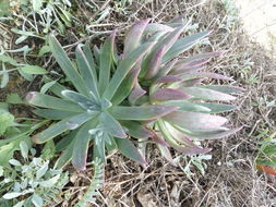 Imagem de Dudleya caespitosa (Haw.) Britton & Rose