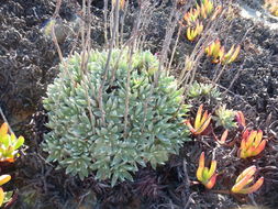 Imagem de Dudleya caespitosa (Haw.) Britton & Rose