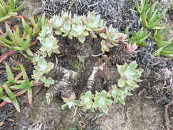 Imagem de Dudleya caespitosa (Haw.) Britton & Rose