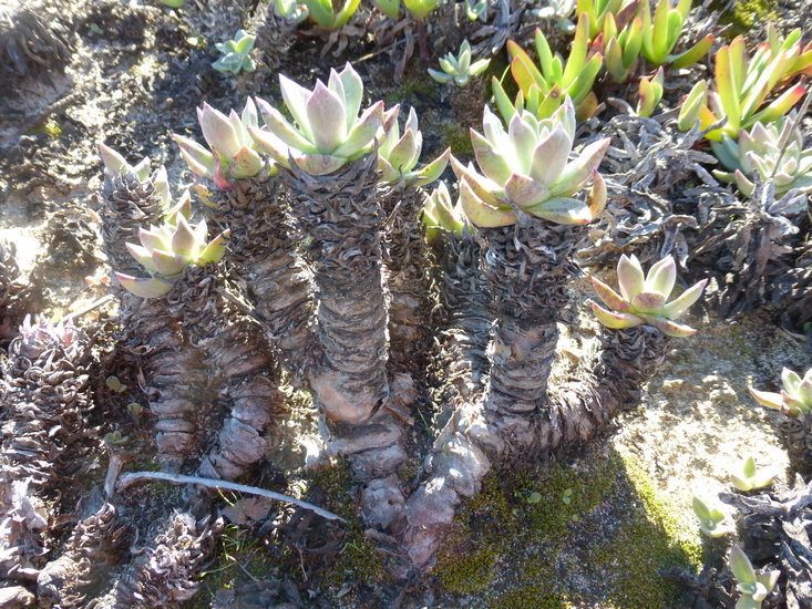 Imagem de Dudleya caespitosa (Haw.) Britton & Rose