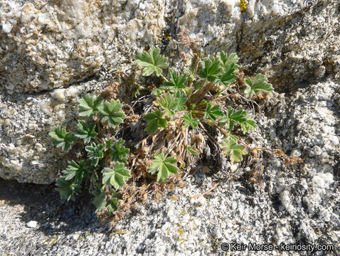 Image of cliff cinquefoil