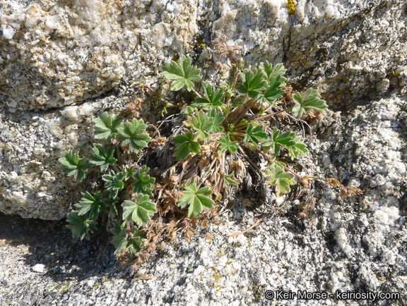 Слика од Potentilla rimicola (Munz & I. M. Johnston) B. Ertter