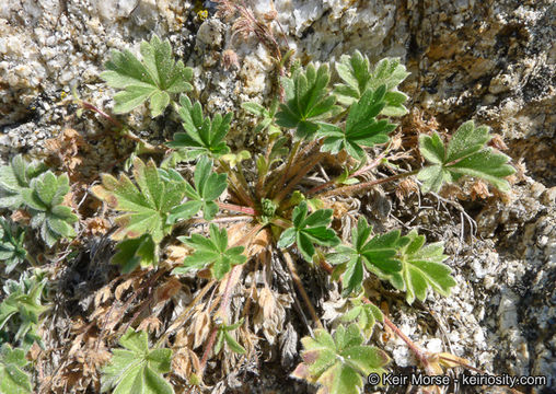 Image of cliff cinquefoil