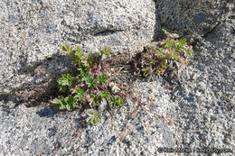 Image of cliff cinquefoil