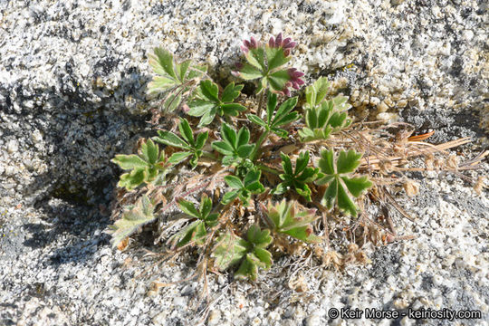 Image of cliff cinquefoil