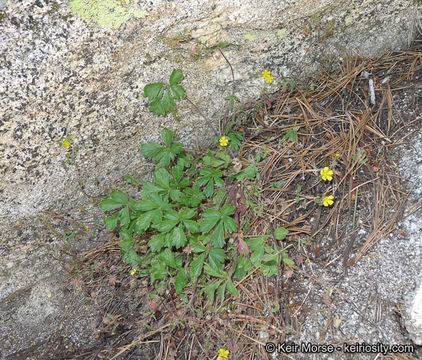 Image of cliff cinquefoil