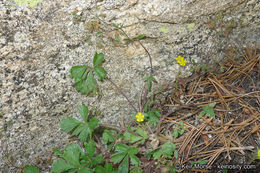 Слика од Potentilla rimicola (Munz & I. M. Johnston) B. Ertter