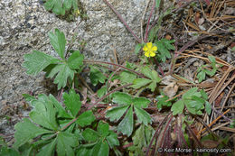 Слика од Potentilla rimicola (Munz & I. M. Johnston) B. Ertter