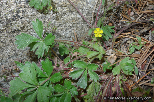 Image of cliff cinquefoil