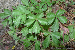 Image of cliff cinquefoil