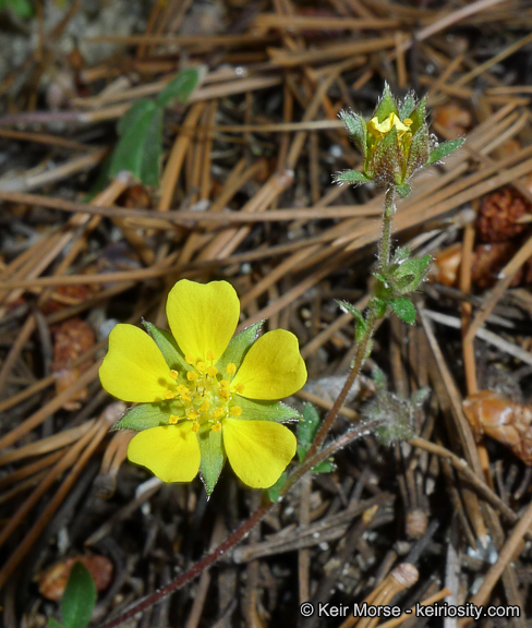 Image of cliff cinquefoil