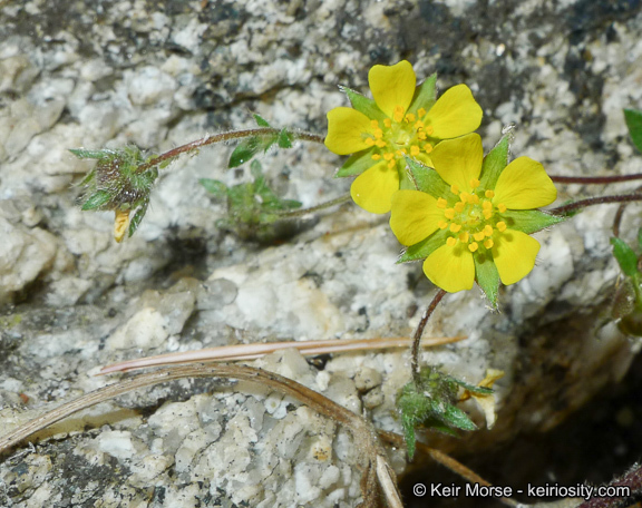 Image of cliff cinquefoil