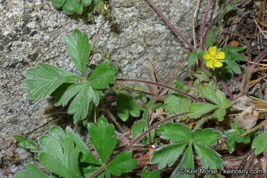 Image of cliff cinquefoil