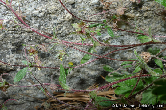 Image of cliff cinquefoil