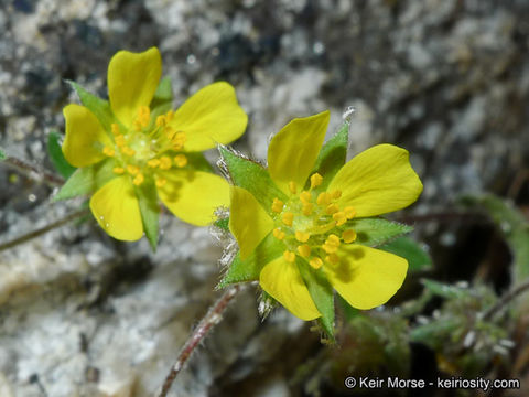 Image of cliff cinquefoil