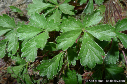 Image of cliff cinquefoil