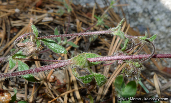 Image of cliff cinquefoil