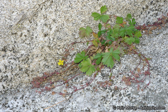 Image of cliff cinquefoil