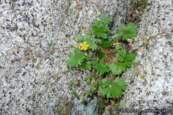 Слика од Potentilla rimicola (Munz & I. M. Johnston) B. Ertter