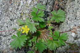 Image of cliff cinquefoil