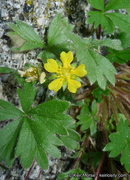 Слика од Potentilla rimicola (Munz & I. M. Johnston) B. Ertter