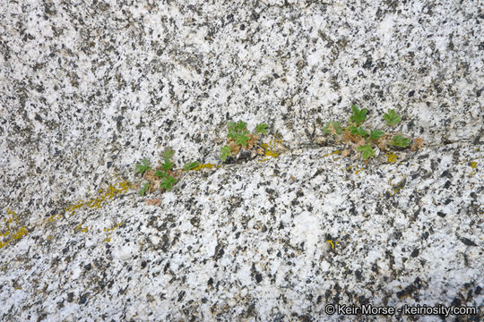 Слика од Potentilla rimicola (Munz & I. M. Johnston) B. Ertter