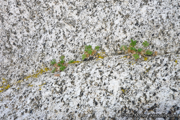 Image of cliff cinquefoil