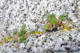 Слика од Potentilla rimicola (Munz & I. M. Johnston) B. Ertter