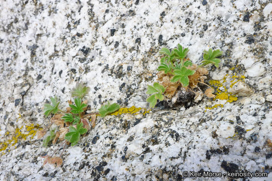 Image of cliff cinquefoil