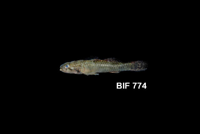 Image of River Gobies