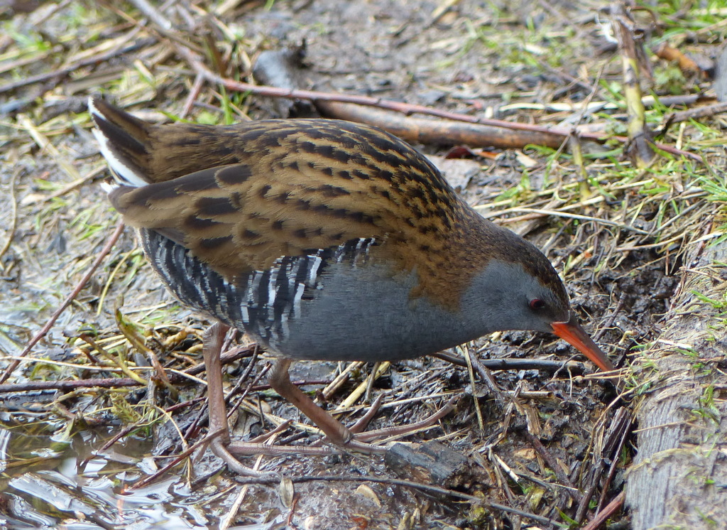 Image of European Water Rail