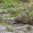 Image of Rattini