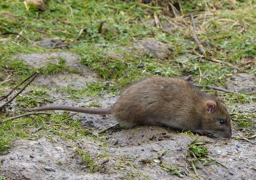 Image of Brown Rat