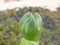 Carpobrotus chilensis (Molina) N. E. Br. resmi