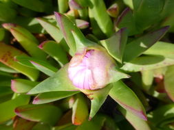 Image of ice plant