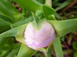 Image of ice plant