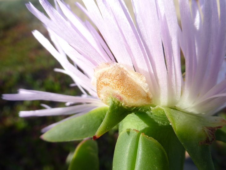 Image of ice plant