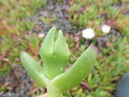 Image of ice plant